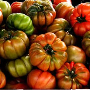 TOMATE RAF
